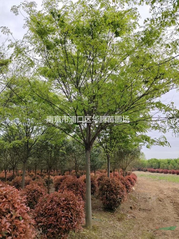 榉樹10公分榉樹12公分榉樹13公分榉樹-苗圃定值貨源