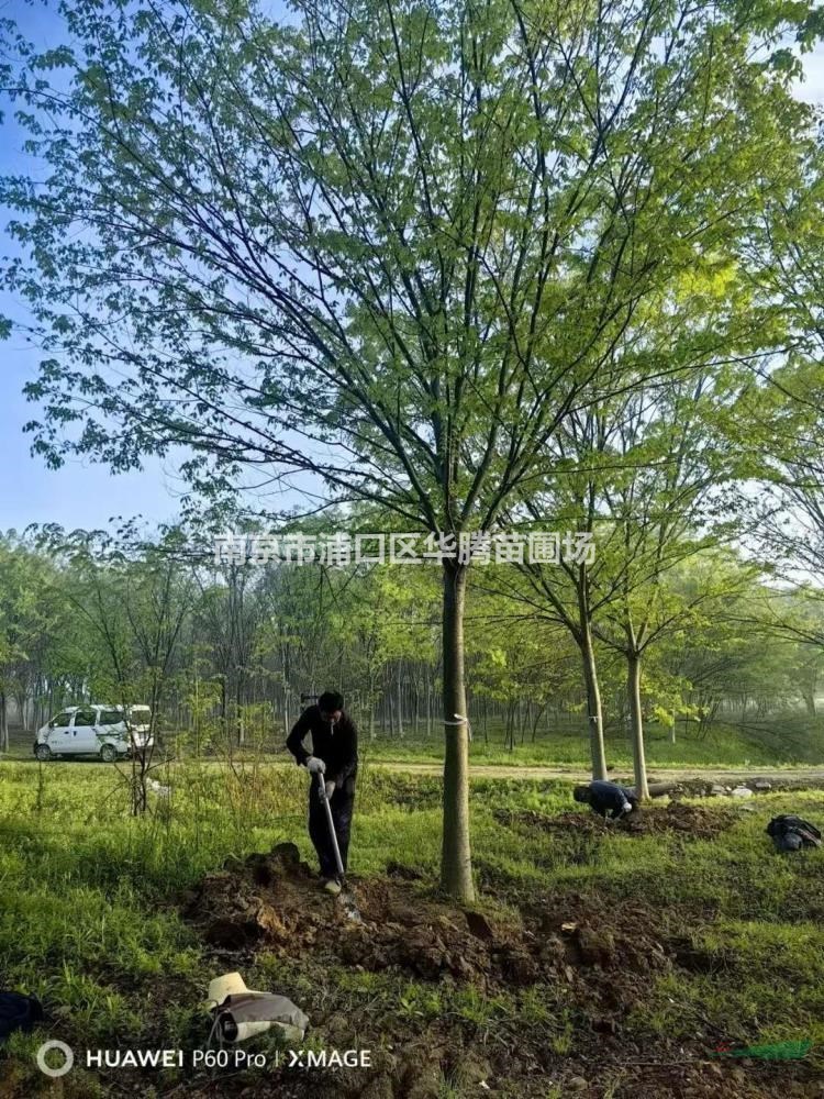 榉樹10公分榉樹12公分榉樹13公分榉樹-苗圃定值貨源