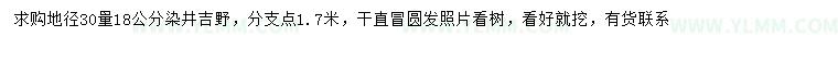 求购30量18公分染井吉野樱