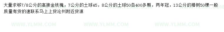 求购7、8公分高接金枝槐、13公分椿树