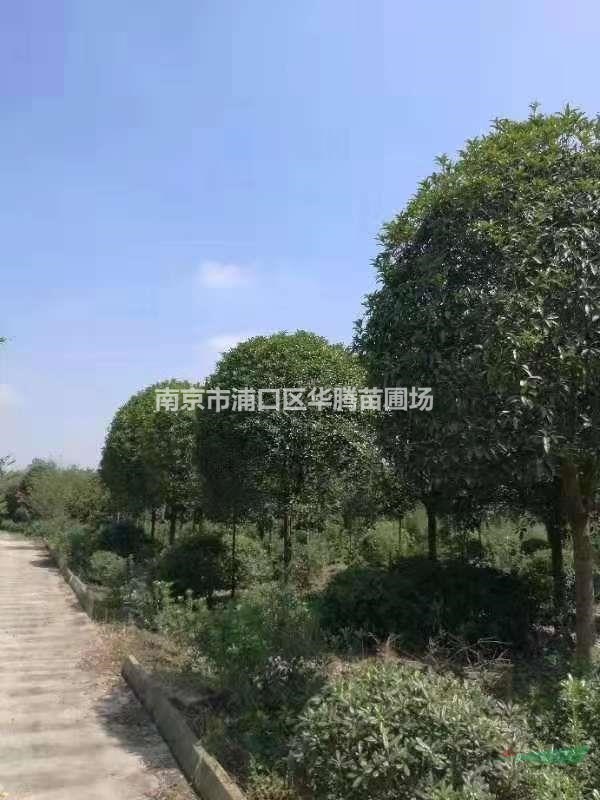 桂花13公分桂花14公分桂花15公分桂花
