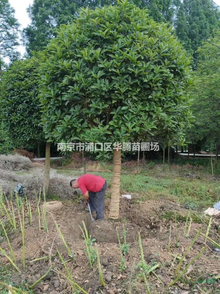 大型桂花16公分桂花17公分桂花18公分桂花