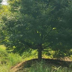 鸡爪槭基地，鸡爪槭种植技术，10公分鸡爪槭价格