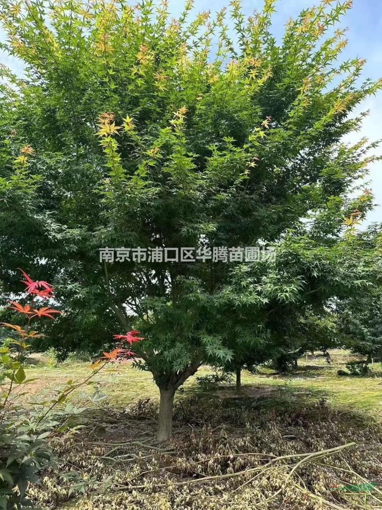 目前地徑10公分雞爪槭地徑12公分雞爪槭-市場行情怎麽樣