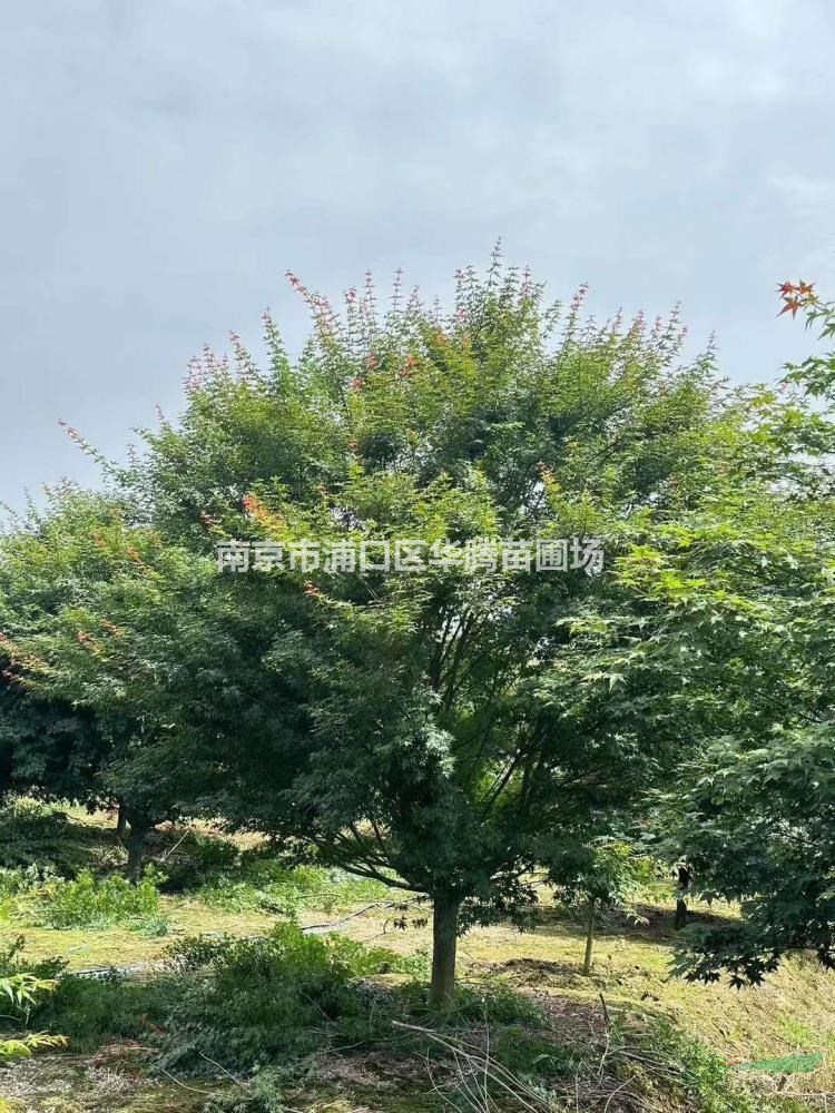 目前地徑10公分雞爪槭地徑12公分雞爪槭-市場行情怎麽樣
