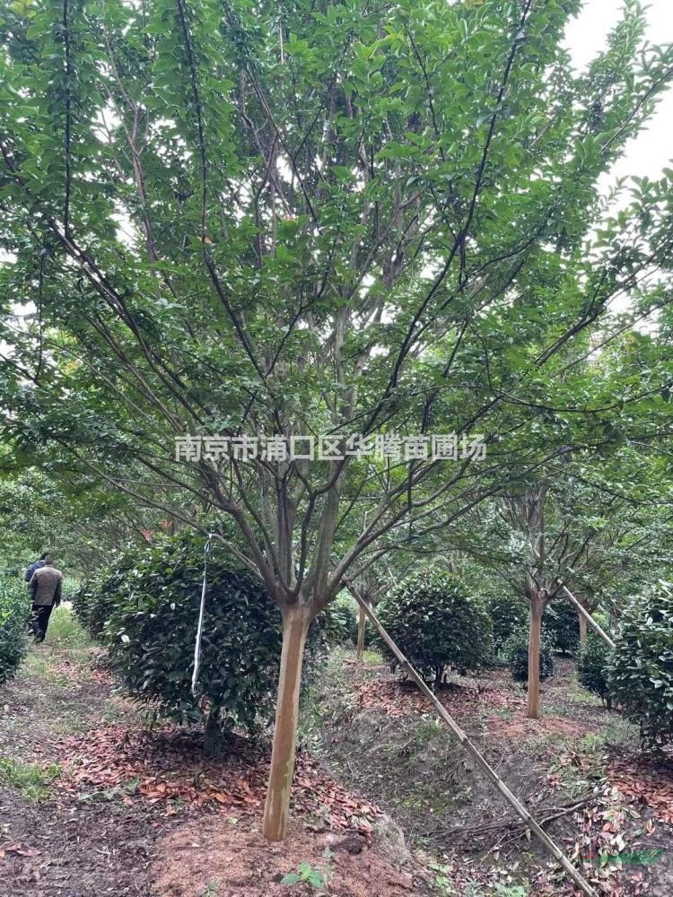 2025年-地徑12公分紫薇價格-地徑8公分紫薇價格-地徑10公分紫薇..