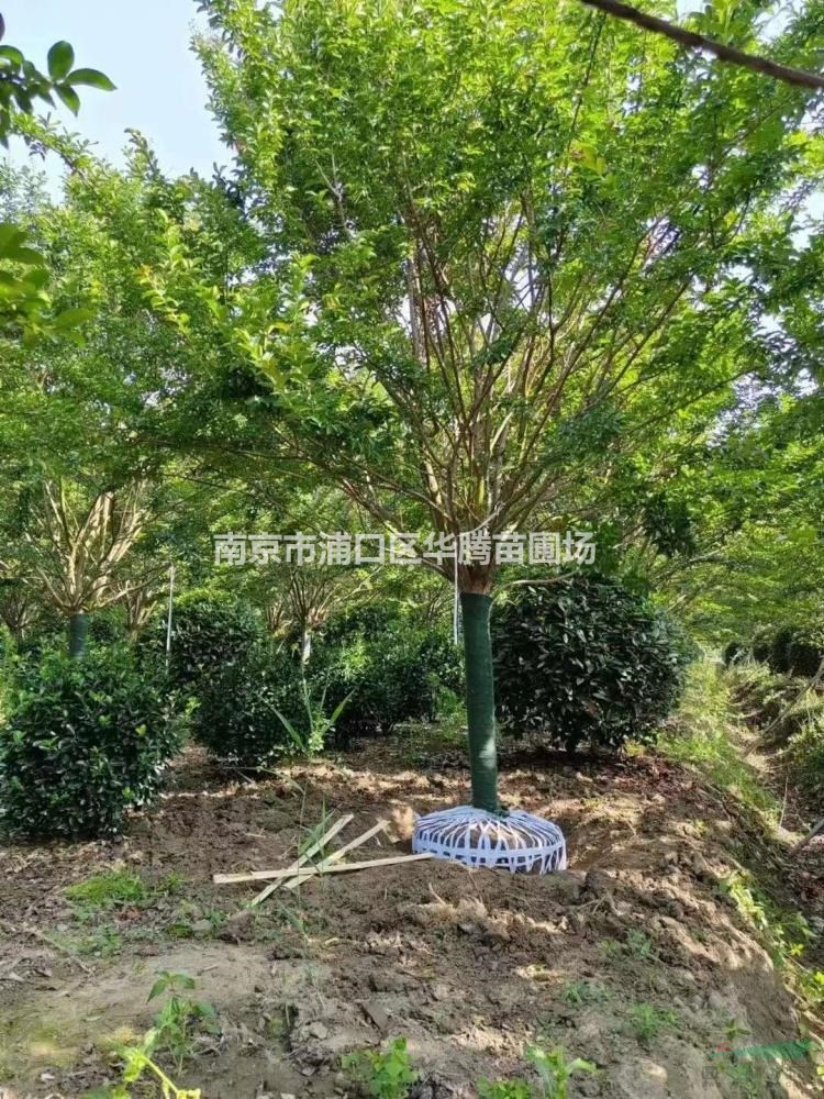 2025年紫薇報價-13公分紫薇價格-14公分紫薇價格-15公分紫薇價格