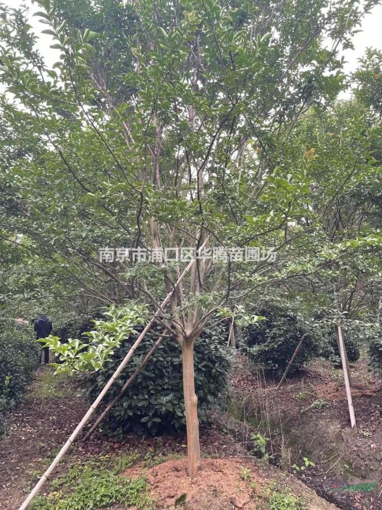 紫薇春季-紫薇12公分價格-13公分紫薇價格-14公分紫薇價格