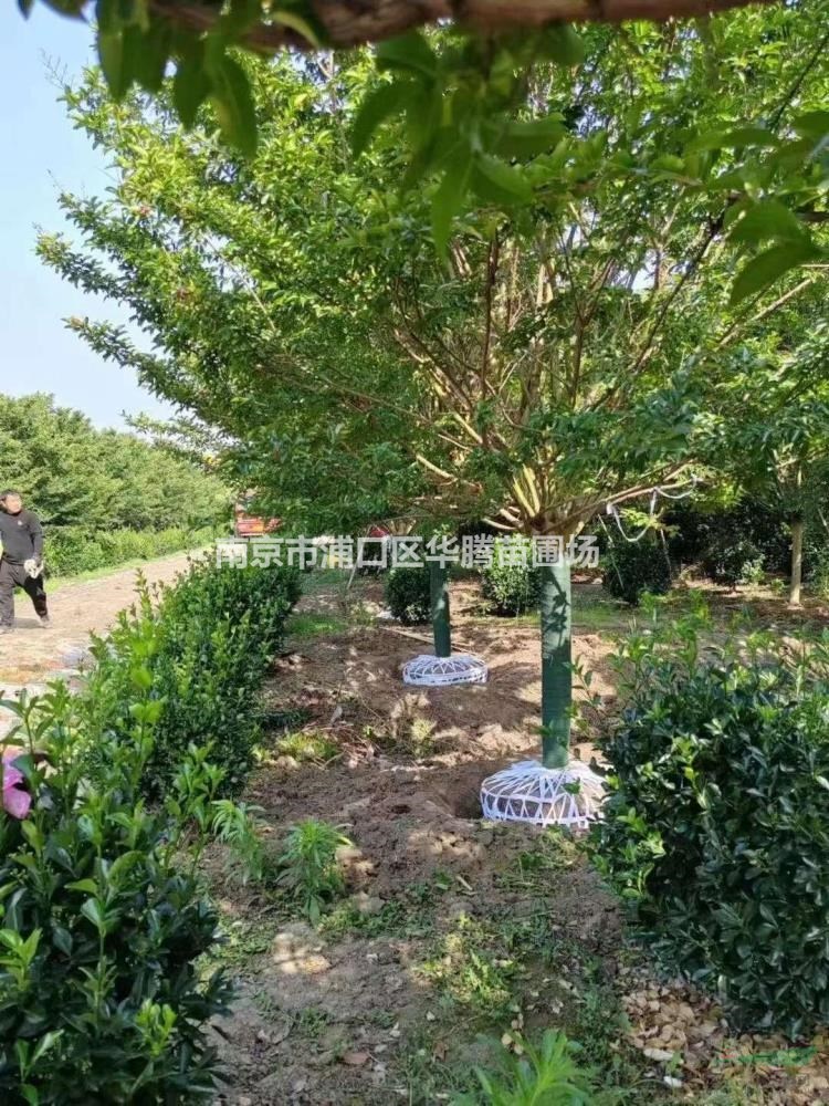 紫薇春季-紫薇12公分價格-13公分紫薇價格-14公分紫薇價格