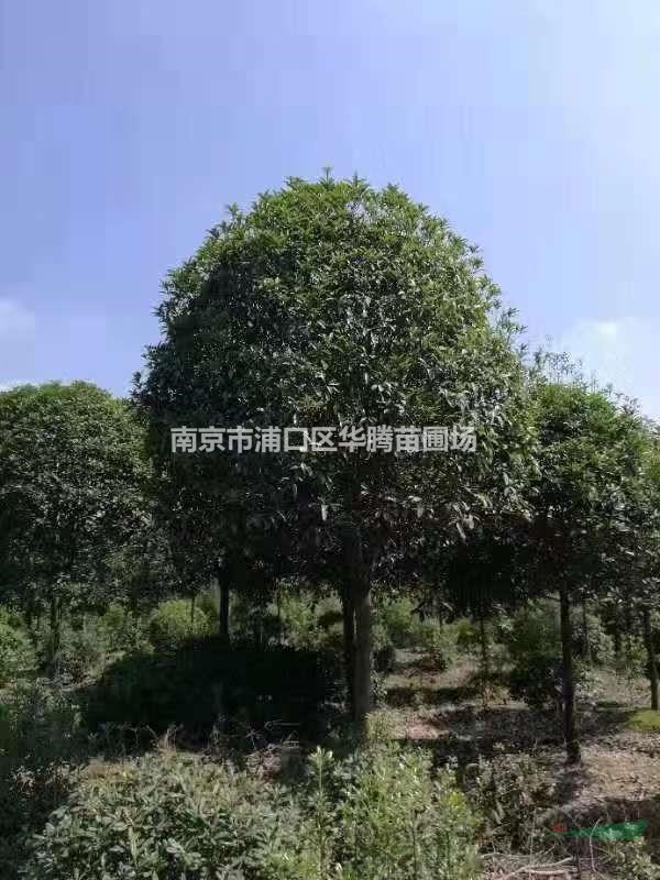 桂花米經12公分價格-桂花米經13公分價格