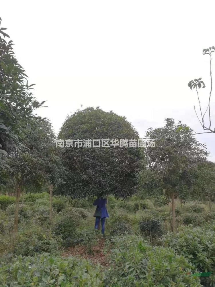 桂花米經12公分價格-桂花米經13公分價格