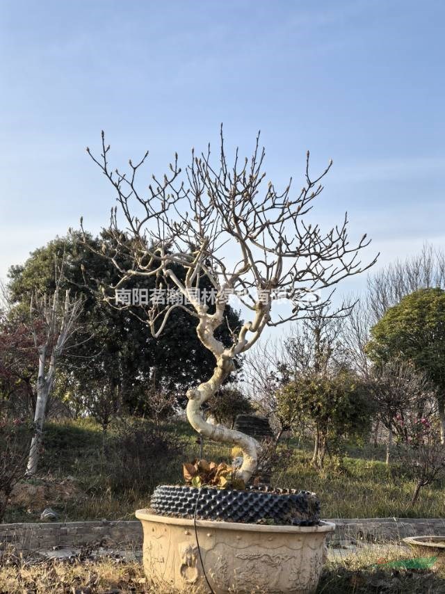 大量供應矮化玉蘭盆景