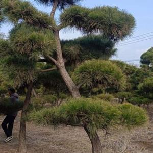 造型五针松  造型黑松 造型地景松  造型树