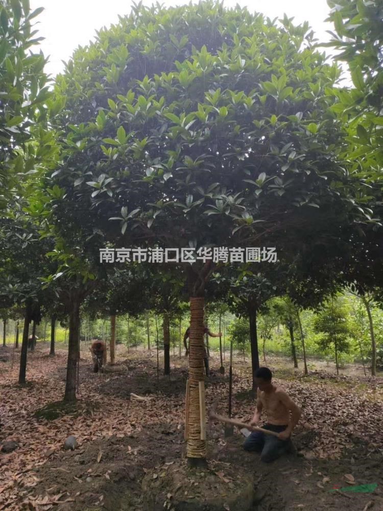 米經13公分桂花價格-米經14公分桂花多少錢-米經15公分桂花價格