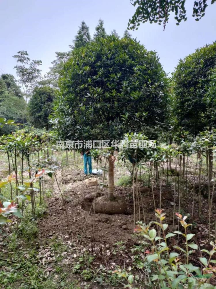 米經13公分桂花價格-米經14公分桂花多少錢-米經15公分桂花價格