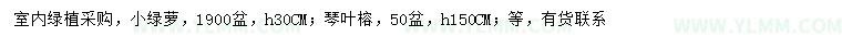 求购高30公分绿萝、高150公分琴叶榕