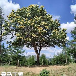 暴马丁香3,米冠幅高8米