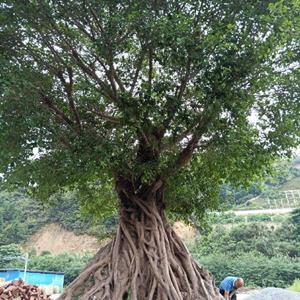 鼎盛园林绿化
