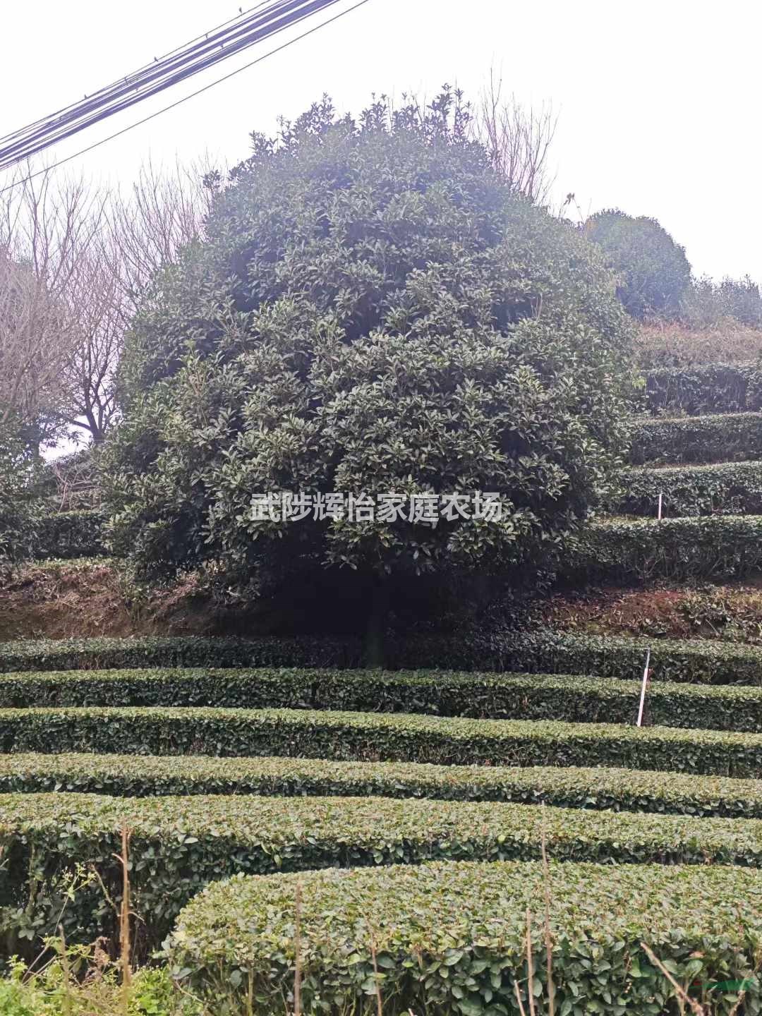 桂花樹5-6-7-8-9-10-11-12-13-14-15-16-17-18-1920公分基地直銷