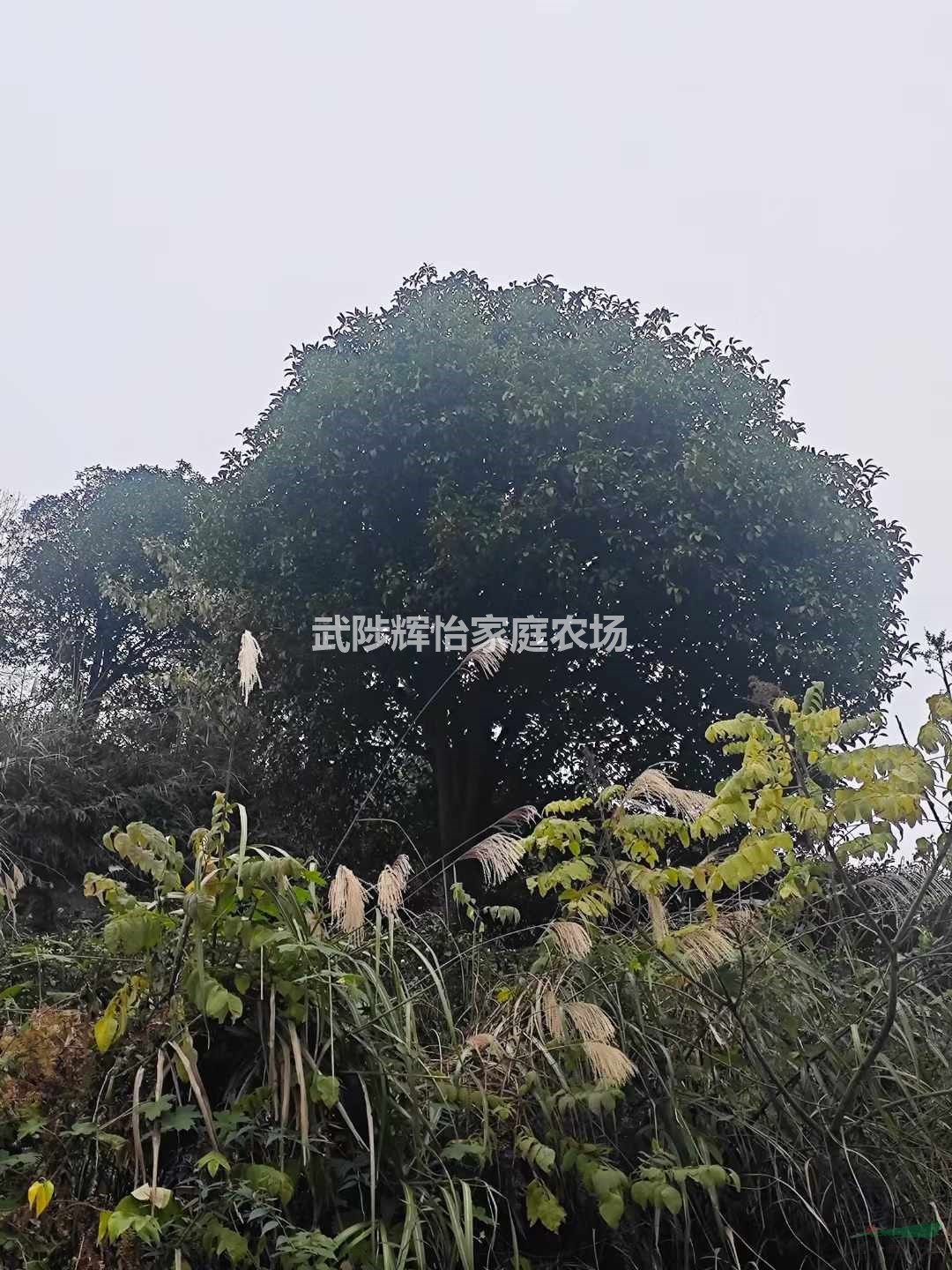 桂花樹5-6-7-8-9-10-11-12-13-14-15-16-17-18-1920公分基地直銷