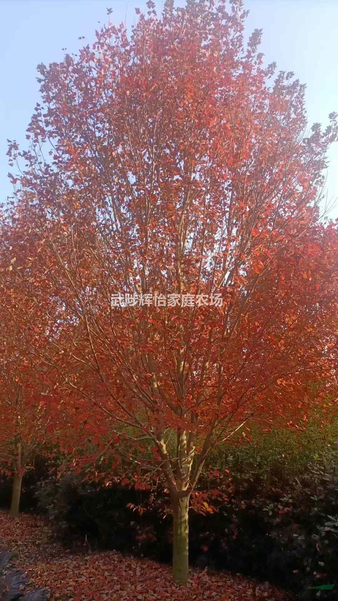 北美紅楓樹5-6-7-8-9-10-11-12-13-14-15-16-17-18-19公分基地直銷