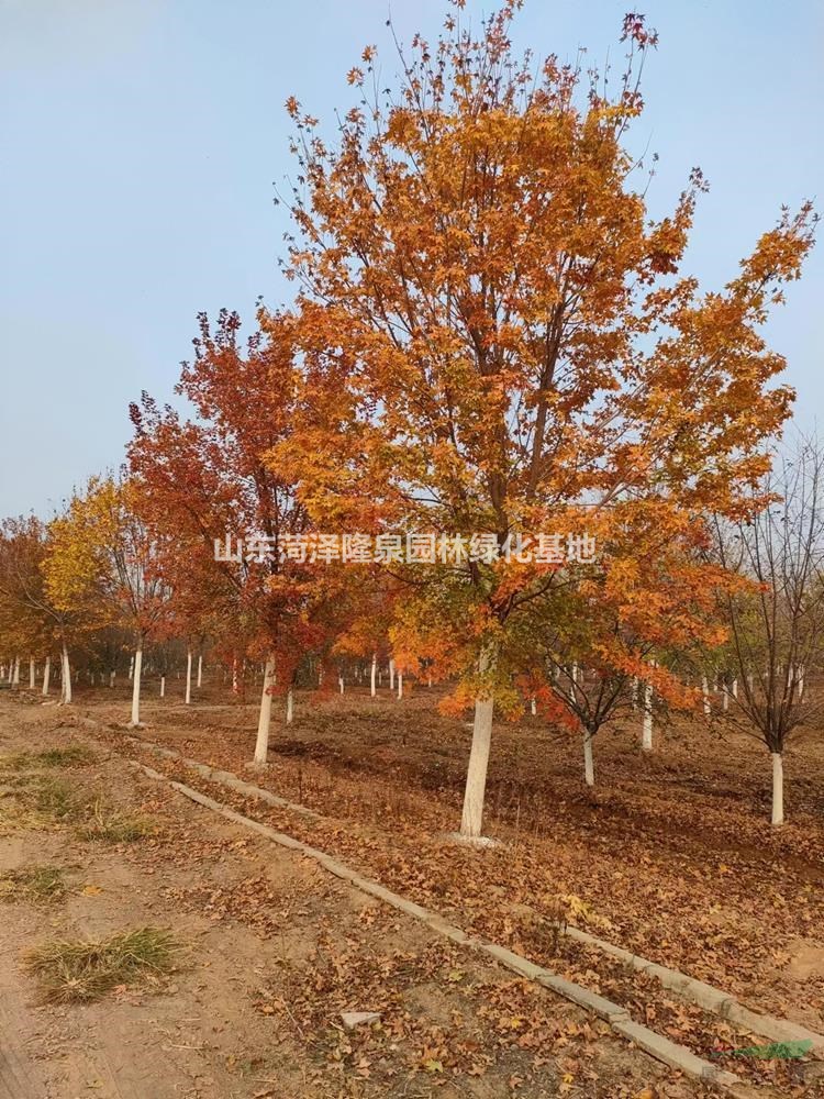 哪裏有22公分23公分元寶楓價格多少錢一棵