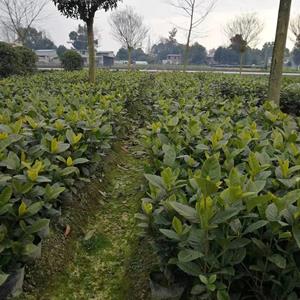 四川栀子花批发基地  批发40-50高16杯栀子花   大叶栀子花价格 贵州、 重庆、成都栀子花基地