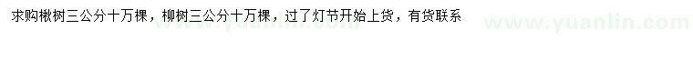 求购3公分楸树、柳树