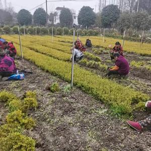 四川亮晶女贞批发基地  批发30高亮晶女贞大杯  亮晶女贞大杯价格  贵州、重庆、成都亮晶女贞基地