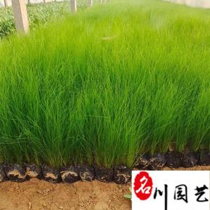 墨西哥羽毛草基地自产自销 四川细叶针茅批发报价 花境花坛绿化观赏草