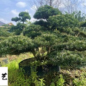 精品罗汉松产地报价 成都盆景造型苗木批发 川派盆景直销 保质保量