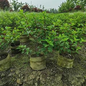 重庆、四川中华木绣球基地  批发木本绣球   大量批发无尽夏、八仙花、绣球大杯、绣球小杯供应 价格