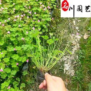 红花酢浆草自产自销 成都酢浆草种植基地直销 花境地被绿化观赏草