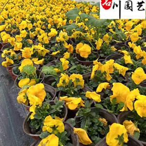 三色堇苗圃基地自产自销 三色堇种植基地直销 成都时令草花批发专营