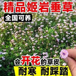 姬岩垂草圆晶草钻石草坪会开花的草坪批发