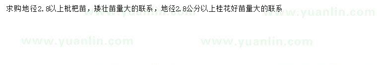 求购地径2.8公分以上枇杷、桂花