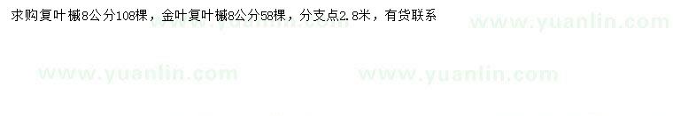 求购8公分复叶槭、金叶复叶槭