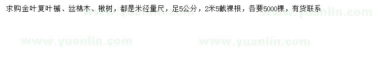 求购金叶复叶槭、丝棉木、楸树