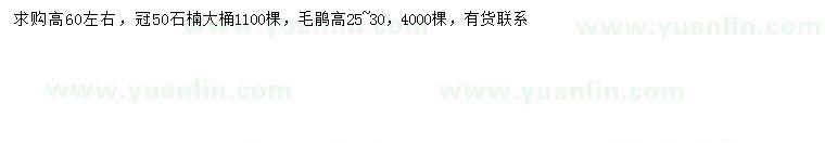 求购高60公分左右石楠、高25-30公分毛鹃