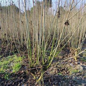 四川成都木芙蓉批发基地 丛生木芙蓉工程苗 木芙蓉绿化树 木芙蓉价格