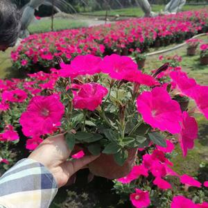 矮牵牛基地批发 四川矮牵牛花卉小苗供应 矮牵牛价格优惠 矮牵牛大杯小杯