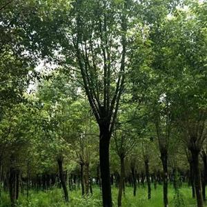截杆香樟