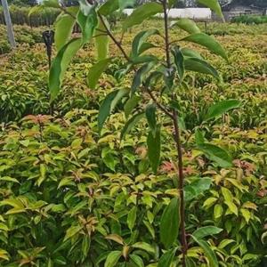香樟苗