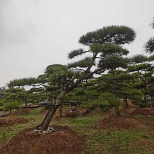 造型景观黑松，造型油松