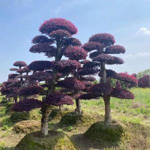 长沙造型红花继木一手货源批发 精品 造型红花继木