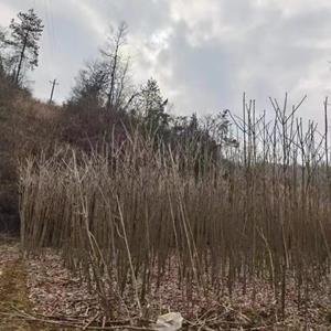 七葉樹2