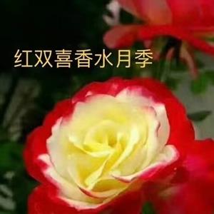 香水月季10