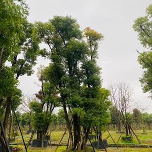 叢生香樟