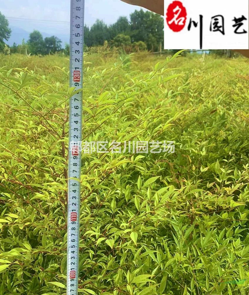 南天竹工程苗批发 成都南天竹较新价格行情 南天竹种植基地自产自销