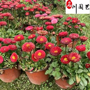 雏菊苗圃基地自产自销 花坛花境花卉租摆批发 四川雏菊较新价格行情